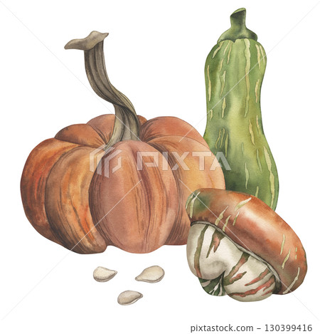 A set of orange pumpkins, green zucchini with seeds. The watercolor illustration of the autumn vegetable harvest is hand-drawn in a botanical style. For packaging design, harvest festival, postcards A set of orange pumpkins, green zucchini with seeds. The watercolor illustration of the autumn vegetable harvest is hand-drawn in a botanical style. For packaging design, harvest festival, postcards 130399416