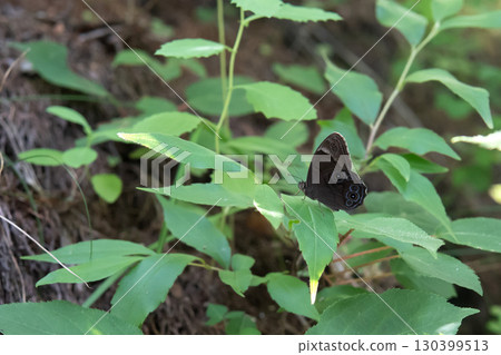 黑鷹蛾：翅膀下側有眼球圖案的黑鷹蛾/長野縣北八岳，8月 130399513