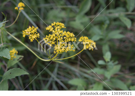 Close-up of Ominaeshi flowers / North Yatsugatake, Nagano Prefecture, August 130399521