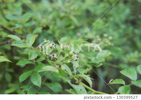 Wild rose: A fake tube resembling the fruit is up / North Yatsugatake, Nagano Prefecture, August 130399527