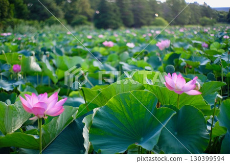 Lotus flower 130399594