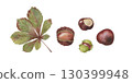 Realistic watercolor hand drawn illustration of horse chestnut  130399948