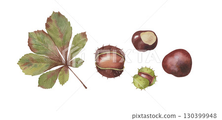 Realistic watercolor hand drawn illustration of horse chestnut Realistic watercolor hand drawn illustration of horse chestnut 130399948