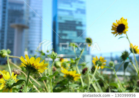 城市建築和鮮花 城市建築和鮮花 130399956