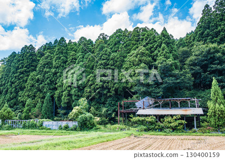 滋賀縣高島市久月的針葉林 130400159