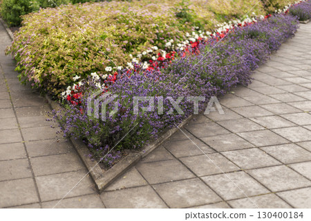 Vibrant flower beds filled with red, white, and purple blooms line the edges of a well-kept paved pathway in a tranquil garden setting, inviting peaceful strolls and relaxation 130400184