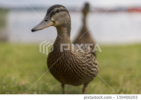 Two ducks are seen up close in a grassy park area. One duck stands prominently in the foreground while the other is blurred in the background. The scene captures a peaceful moment 130400203