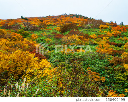 栗駒山（神的地毯）的紅葉 130400499