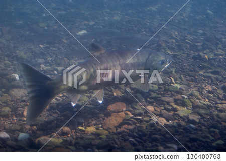 Salmon in the Chitose River (Chitose Salmon Hometown Museum, now the Salmon Hometown Chitose Aquarium) 130400768