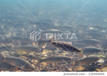 Yamame (Furusato Hall of Chitose Salmon) 130400808