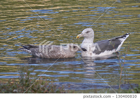 Black-backed Gull Parent and Child 130400810