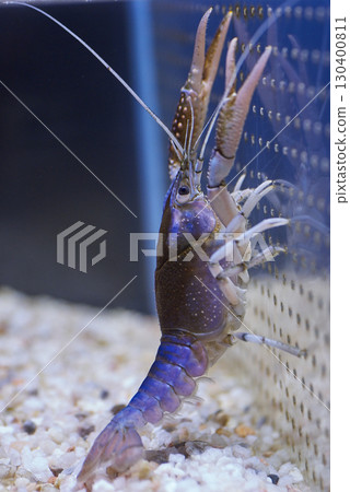 美國螯蝦（千歲鮭魚故鄉博物館，現為千歲鮭魚故鄉水族館） 130400811
