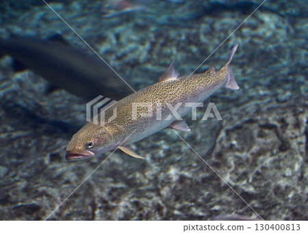 Ito (Chitose Salmon Hometown Museum, now Chitose Salmon Hometown Aquarium) 130400813