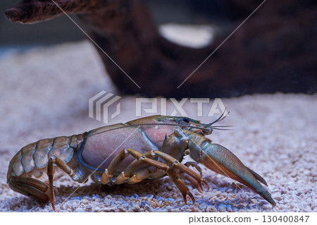 Signal crayfish (Chitose Salmon Hometown Museum, now Chitose Salmon Hometown Aquarium) 130400847
