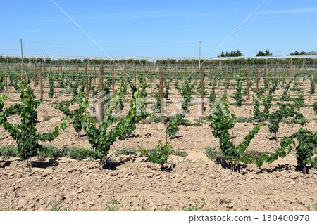 Wide view of young grapevines in a dry vineyard with trellises under full sun. Dry farming, climate adaptation, arid agriculture, sustainable vineyard practices Wide view of young grapevines in a dry vineyard with trellises under full sun. Dry farming, climate adaptation, arid agriculture, sustainable vineyard practices 130400978