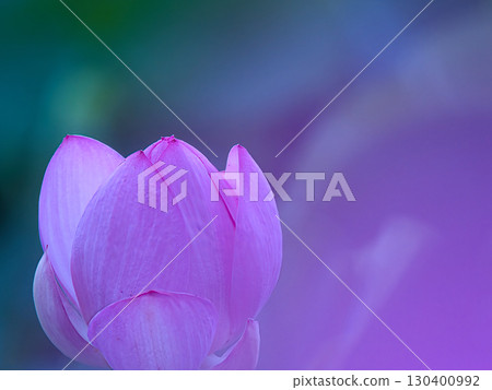 風景與蓮花 風景與蓮花 130400992
