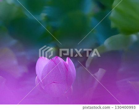 蓮花瓣 蓮花瓣 130400993