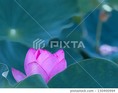 Pink lotus petal Pink lotus petal 130400994