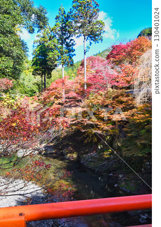 Kiyotaki River and beautiful autumn leaves in Mio, Kyoto (Ukyo Ward, Kyoto City, Kyoto Prefecture) Kiyotaki River and beautiful autumn leaves in Mio, Kyoto (Ukyo Ward, Kyoto City, Kyoto Prefecture) 130401024