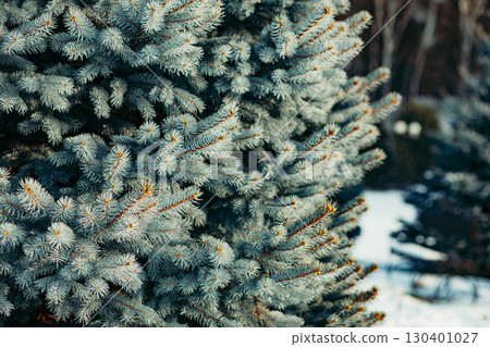 close up of spruce branches with green blue needles in winter season, natural evergreen conifer background with snow and forest environment, Christmas, ecology, seasonal nature design close up of spruce branches with green blue needles in winter season, natural evergreen conifer background with snow and forest environment, Christmas, ecology, seasonal nature design 130401027