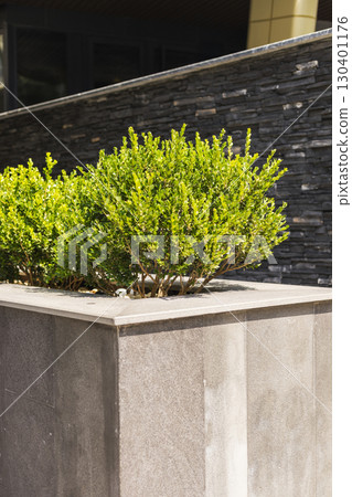 Lush green bushes are neatly arranged in a modern stone planter, contrasting with the sleek dark stone wall behind them under clear blue skies Lush green bushes are neatly arranged in a modern stone planter, contrasting with the sleek dark stone wall behind them under clear blue skies 130401176