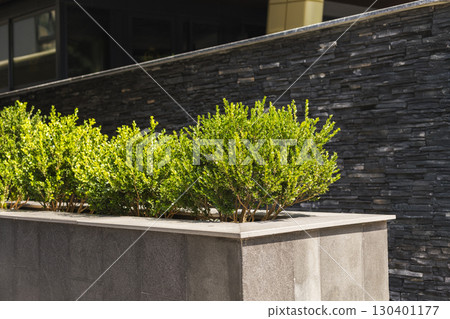 Vivid green shrubs grow in a contemporary stone planter, contrasting beautifully with the dark textured wall of a modern building under bright sunlight 130401177