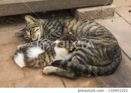 A relaxed mother cat sleeps while her playful kitten nuzzles against her side. They are located in a warm, inviting outdoor area with scattered sunlight 130401201