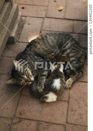 A mother cat lies curled up on a patio, softly sleeping while her playful kitten nuzzles against her. The warm afternoon sun casts gentle light on their furry coats 130401205