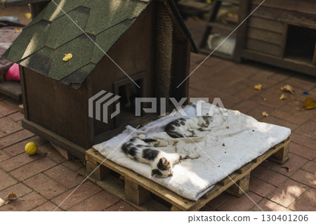 Two cats are napping side by side on a wooden pallet covered with a blanket. They lie outside a small wooden shelter, surrounded by fallen leaves and a serene garden atmosphere 130401206
