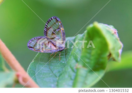Scuba Hagoromo 130401532