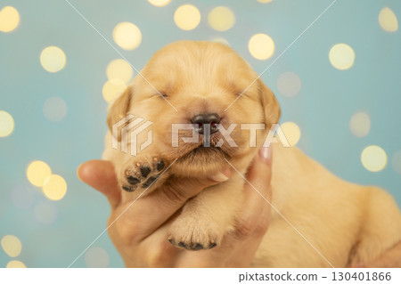 Sweet golden retriever newborn puppy close up, gently held in hands, eyes closed, tiny paw visible, with blue background and bokeh lights. 130401866