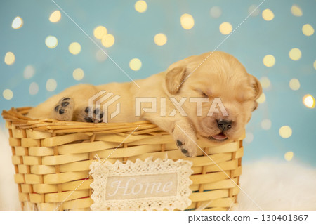 Cute golden retriever newborn puppy peacefully sleeping in wicker basket with lace home sign, against fluffy surface and festive blue bokeh lights. 130401867