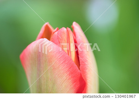 Bud of red tulip 130401967