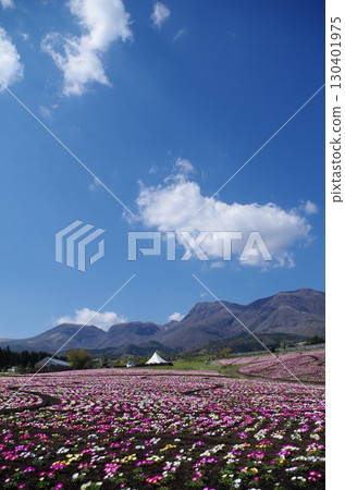 Kuju Flower Park: The colors of the plateau and the Kokonoe Mountains 130401975