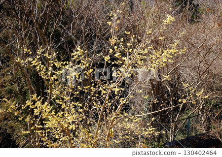 Wintersweet blooming on the bank [Tsukui, Sagamihara City, February] 130402464