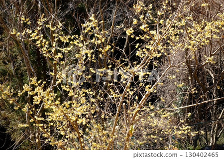Wintersweet in full bloom in a grove of trees [Tsukui, Sagamihara City, February] 130402465