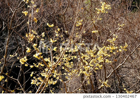 林中蠟梅盛開 [相模原市津久井 2月] 130402467