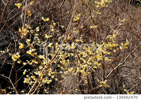 沐浴在冬日陽光下的蠟梅[相模原市津久井市 2月] 130402470