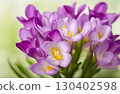 Trumpet shaped purple freesia flowers with a sweet scent, symbolizing purity and innocence. A popular gift for new babies and special occasions. AI Generated 130402598