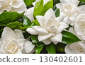 Fresh gardenia flowers on bushes, featuring large white blooms with a strong fragrance. A popular ornamental plant for gardens and homes. AI Generated 130402601