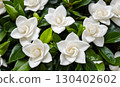 Fresh gardenia flowers with large white blooms and a strong scent, symbolizing elegance, purity and bringing prosperity as a lucky plant. AI Generated 130402602