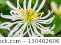 Fresh White honeysuckle flowers, known for their sweet and strong fragrance. Their beautiful petals symbolize devotion and love in a vibrant garden setting. AI Generated 130402606