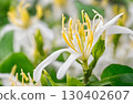 Fresh star shaped white honeysuckle flowers with six points. An exquisite ornamental plant often cultivated for its beautiful and delicate blooms. AI Generated 130402607
