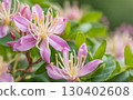 Fresh Pink honeysuckle flowers, an indispensable herb in traditional Chinese medicine, treating various infections and inflammation throughout the body. AI Generated 130402608