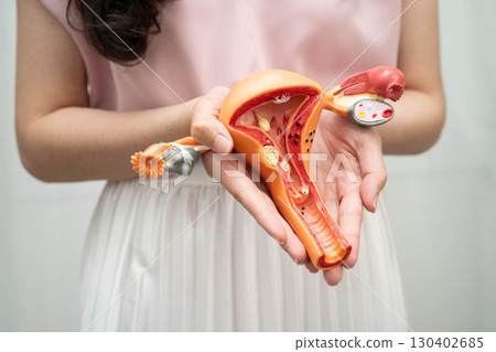 Uterus, Asian woman holding human anatomy model. Uterus, Asian woman holding human anatomy model. 130402685