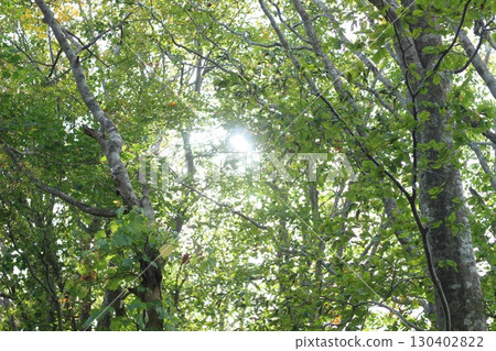 陽光透過樹梢，灑滿綠色森林 130402822