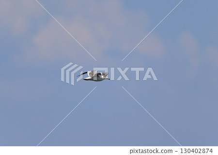Image of blue sky and black-tailed gulls Image of blue sky and black-tailed gulls 130402874