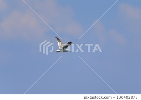 Image of blue sky and black-tailed gulls Image of blue sky and black-tailed gulls 130402875