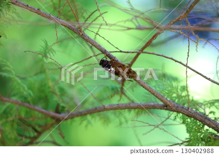 Brown cicada 130402988