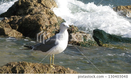 Seagulls standing on a rock and splashing waves 130403048